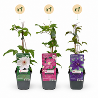 Green boutiQ - Klimplant - Clematis Tricolour  - Bloem Roze Wit Paars - Weinig onderhoud - 3 planten - Pot 11cm Hoogte 40cm