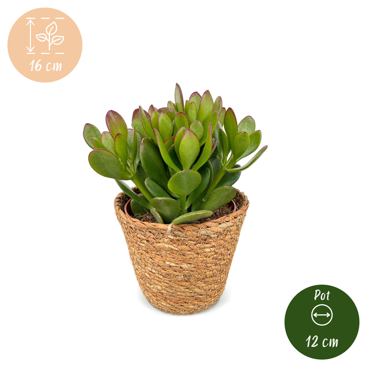 6x Crassula Ovata - Jade plant - Green - Succulent/cactus - incl. mand - Ø12cm