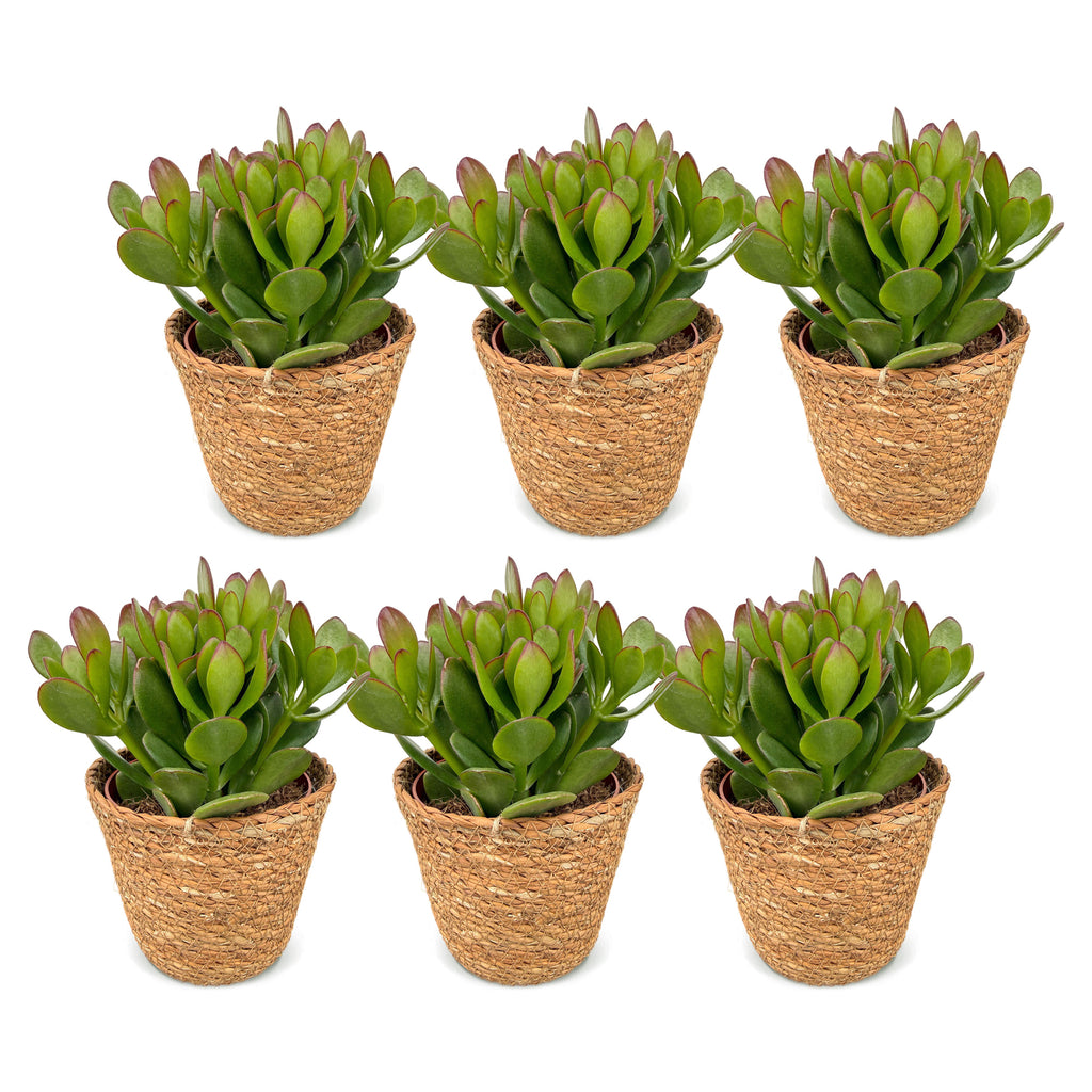 6x Crassula Ovata - Jade plant - Green - Succulent/cactus - incl. mand - Ø12cm