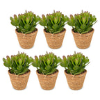 6x Crassula Ovata - Jade plant - Green - Succulent/cactus - incl. mand - Ø12cm