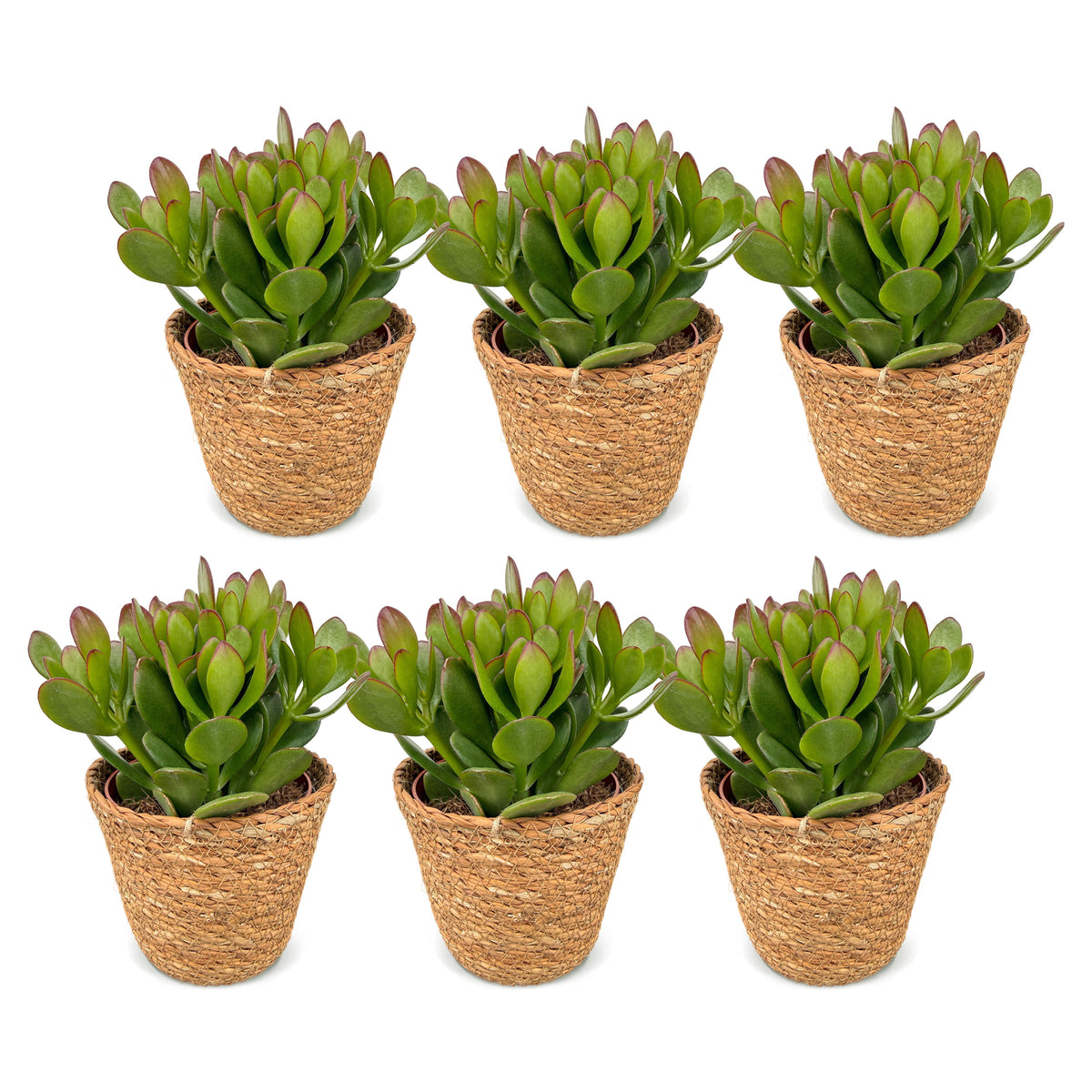 6x Crassula Ovata - Jade plant - Green - Succulent/cactus - incl. mand - Ø12cm