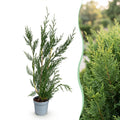 Green boutiQ - Heckenpflanzen - Cupressocyparis leylandii - Blatt grün - 8 Pflanzen - 1 laufender Meter - immergrün - Topf 9 cm Höhe 35-40 cm