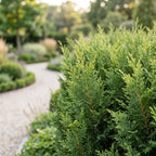 Green boutiQ - Heckenpflanzen - Cupressocyparis leylandii - Blatt grün - 8 Pflanzen - 1 laufender Meter - immergrün - Topf 9 cm Höhe 35-40 cm