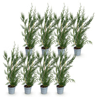 Green boutiQ - Haagplanten - Cupressocyparis leylandii - blad groen - 8 planten - 1 strekkende meter - groenblijvend - pot 9cm hoogte 35-40cm