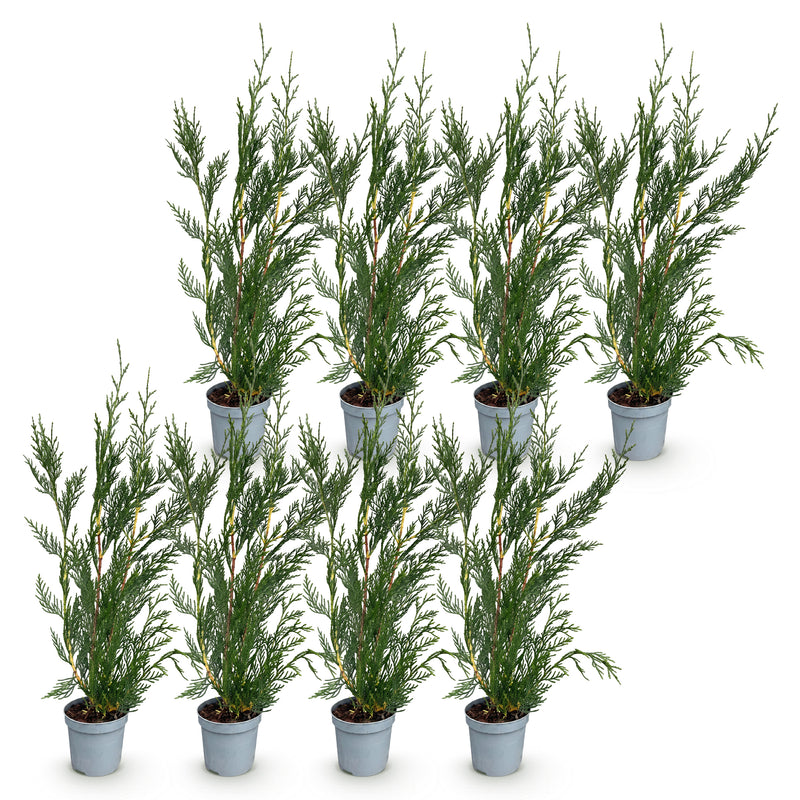 Green boutiQ - Haagplanten - Cupressocyparis leylandii - blad groen - 8 planten - 1 strekkende meter - groenblijvend - pot 9cm hoogte 35-40cm