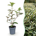 Green boutiQ - Heckenpflanzen - Elaeagnus ebbingei Compacta - Blatt Grau - 8 Pflanzen - 1 Laufender Meter - Immergrün - Topf 9cm Höhe 30-35cm