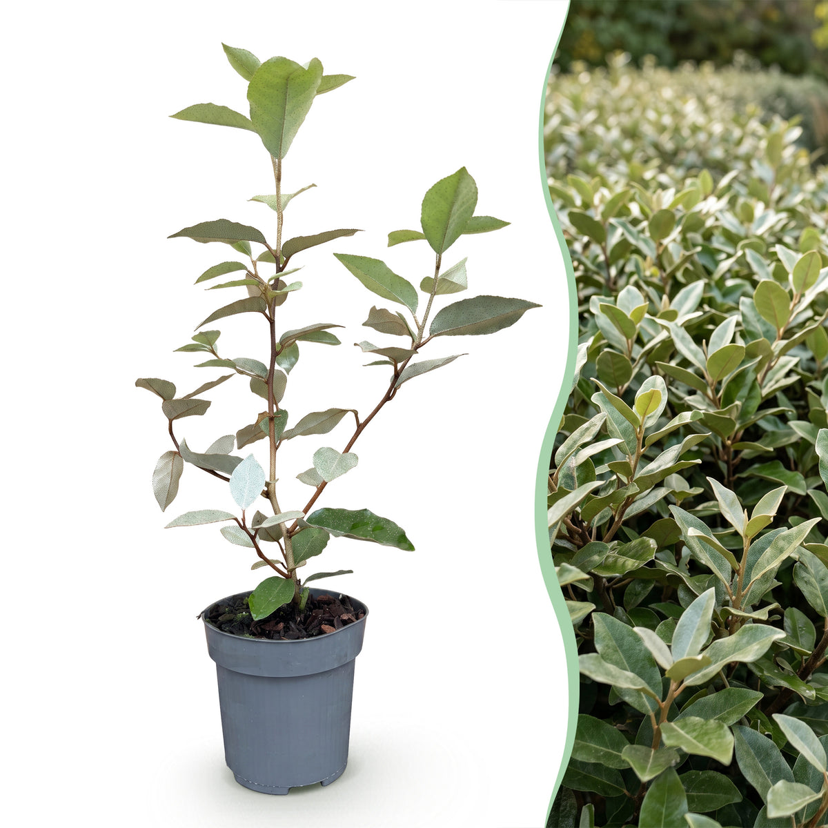 Green boutiQ - Heckenpflanzen - Elaeagnus ebbingei Compacta - Blatt Grau - 8 Pflanzen - 1 Laufender Meter - Immergrün - Topf 9cm Höhe 30-35cm