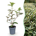 Green boutiQ - 40x Eleagnus ebbingei Compacta - Chalef argenté - Plantes de haie - Persistant - Gris - Pot 9cm - Hauteur 25-35cm
