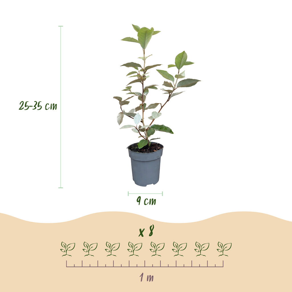 Green boutiQ - Heckenpflanzen - Elaeagnus ebbingei Compacta - Blatt Grau - 8 Pflanzen - 1 Laufender Meter - Immergrün - Topf 9cm Höhe 30-35cm
