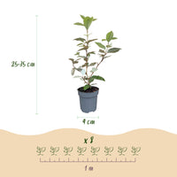 Green boutiQ - 24x Eleagnus ebbingei Compacta - Olijfwilg - Haagplanten - Groenblijvend - Grijs - Pot 9cm - Hoogte 25-35cm