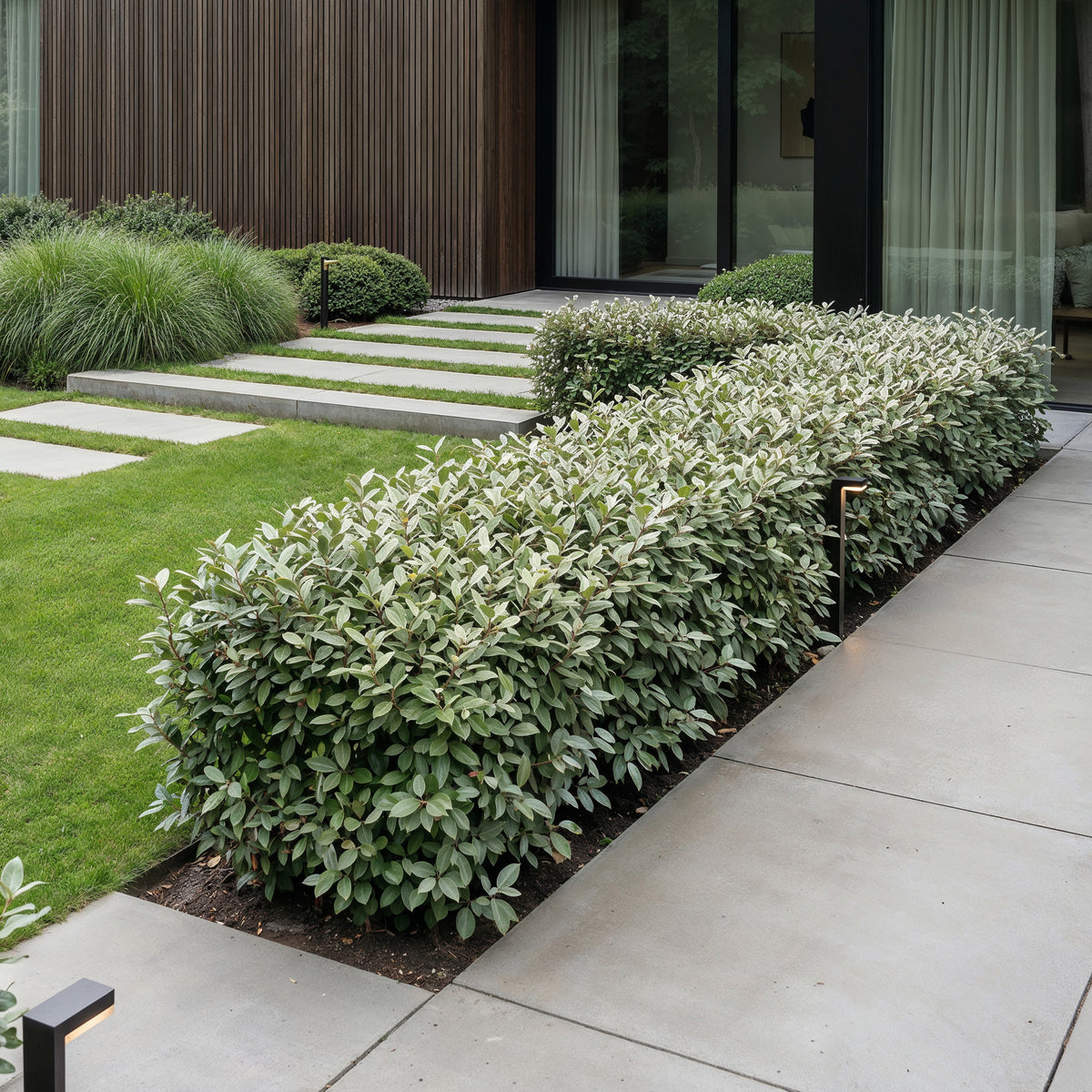 Green boutiQ - 40x Eleagnus ebbingei Compacta - Olijfwilg - Haagplanten - Groenblijvend - Grijs - Pot 9cm - Hoogte 25-35cm