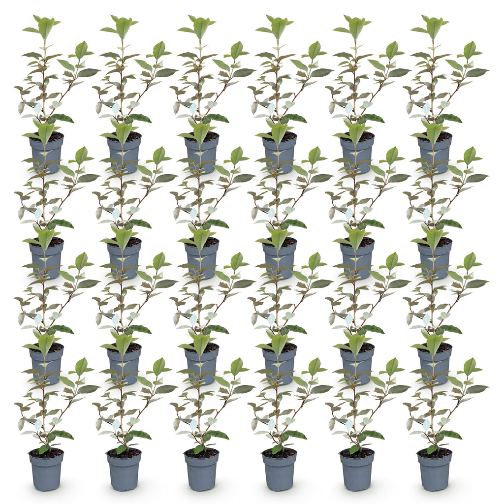 Green boutiQ - 24x Eleagnus ebbingei Compacta - Chalef argenté - Plantes de haie - Persistant - Gris - Pot 9cm - Hauteur 25-35cm