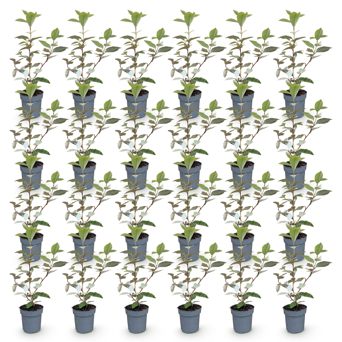 Green boutiQ - 24x Eleagnus ebbingei Compacta - Olijfwilg - Haagplanten - Groenblijvend - Grijs - Pot 9cm - Hoogte 25-35cm