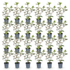 Green boutiQ - 24x Eleagnus ebbingei Compacta - Chalef argenté - Plantes de haie - Persistant - Gris - Pot 9cm - Hauteur 25-35cm