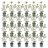 Green boutiQ - 24x Eleagnus ebbingei Compacta - Olijfwilg - Haagplanten - Groenblijvend - Grijs - Pot 9cm - Hoogte 25-35cm