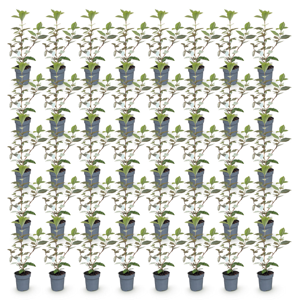 Green boutiQ - 40x Eleagnus ebbingei Compacta - Chalef argenté - Plantes de haie - Persistant - Gris - Pot 9cm - Hauteur 25-35cm