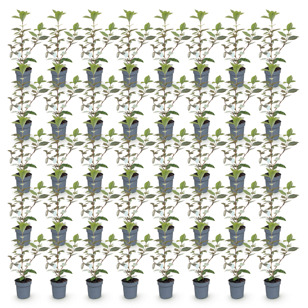 Green boutiQ - 40x Eleagnus ebbingei Compacta - Olijfwilg - Haagplanten - Groenblijvend - Grijs - Pot 9cm - Hoogte 25-35cm