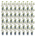 Green boutiQ - 40x Eleagnus ebbingei Compacta - Chalef argenté - Plantes de haie - Persistant - Gris - Pot 9cm - Hauteur 25-35cm