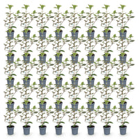 Green boutiQ - 40x Eleagnus ebbingei Compacta - Olijfwilg - Haagplanten - Groenblijvend - Grijs - Pot 9cm - Hoogte 25-35cm