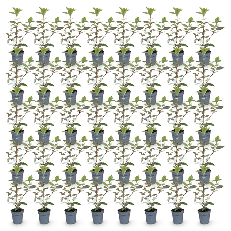 Green boutiQ - 40x Eleagnus ebbingei Compacta - Olijfwilg - Haagplanten - Groenblijvend - Grijs - Pot 9cm - Hoogte 25-35cm
