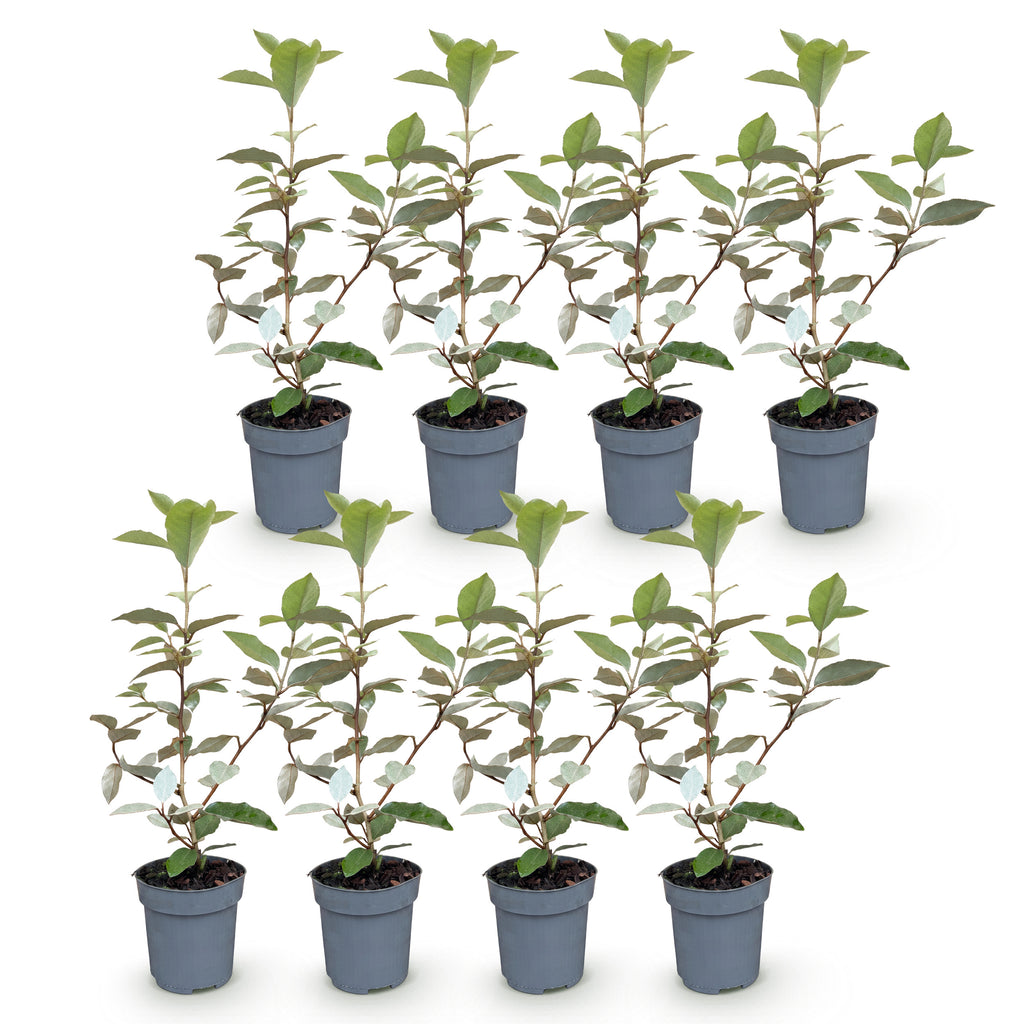 Green boutiQ - Heckenpflanzen - Elaeagnus ebbingei Compacta - Blatt Grau - 8 Pflanzen - 1 Laufender Meter - Immergrün - Topf 9cm Höhe 30-35cm
