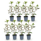 Green boutiQ - Heckenpflanzen - Elaeagnus ebbingei Compacta - Blatt Grau - 8 Pflanzen - 1 Laufender Meter - Immergrün - Topf 9cm Höhe 30-35cm