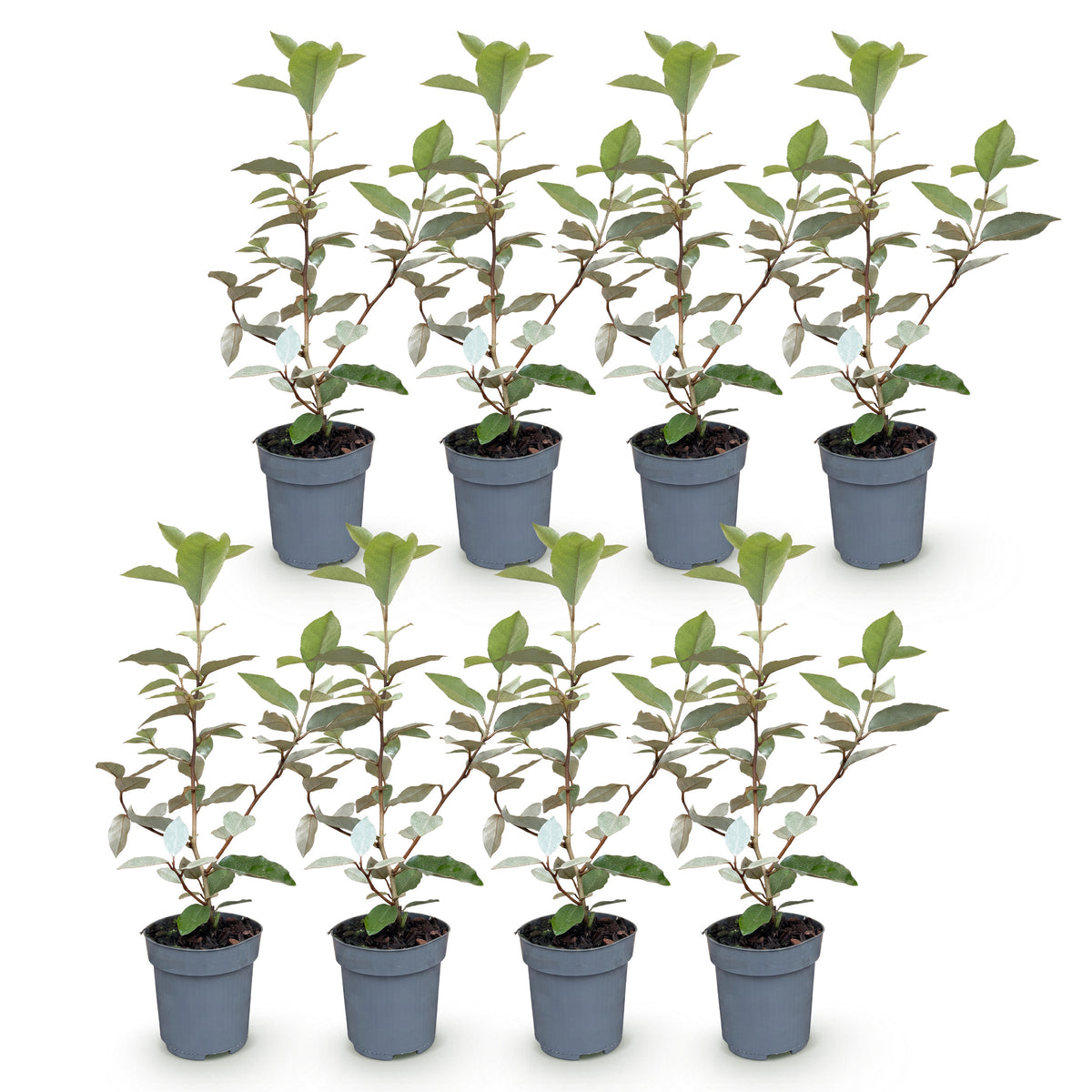 Green boutiQ - Heckenpflanzen - Elaeagnus ebbingei Compacta - Blatt Grau - 8 Pflanzen - 1 Laufender Meter - Immergrün - Topf 9cm Höhe 30-35cm