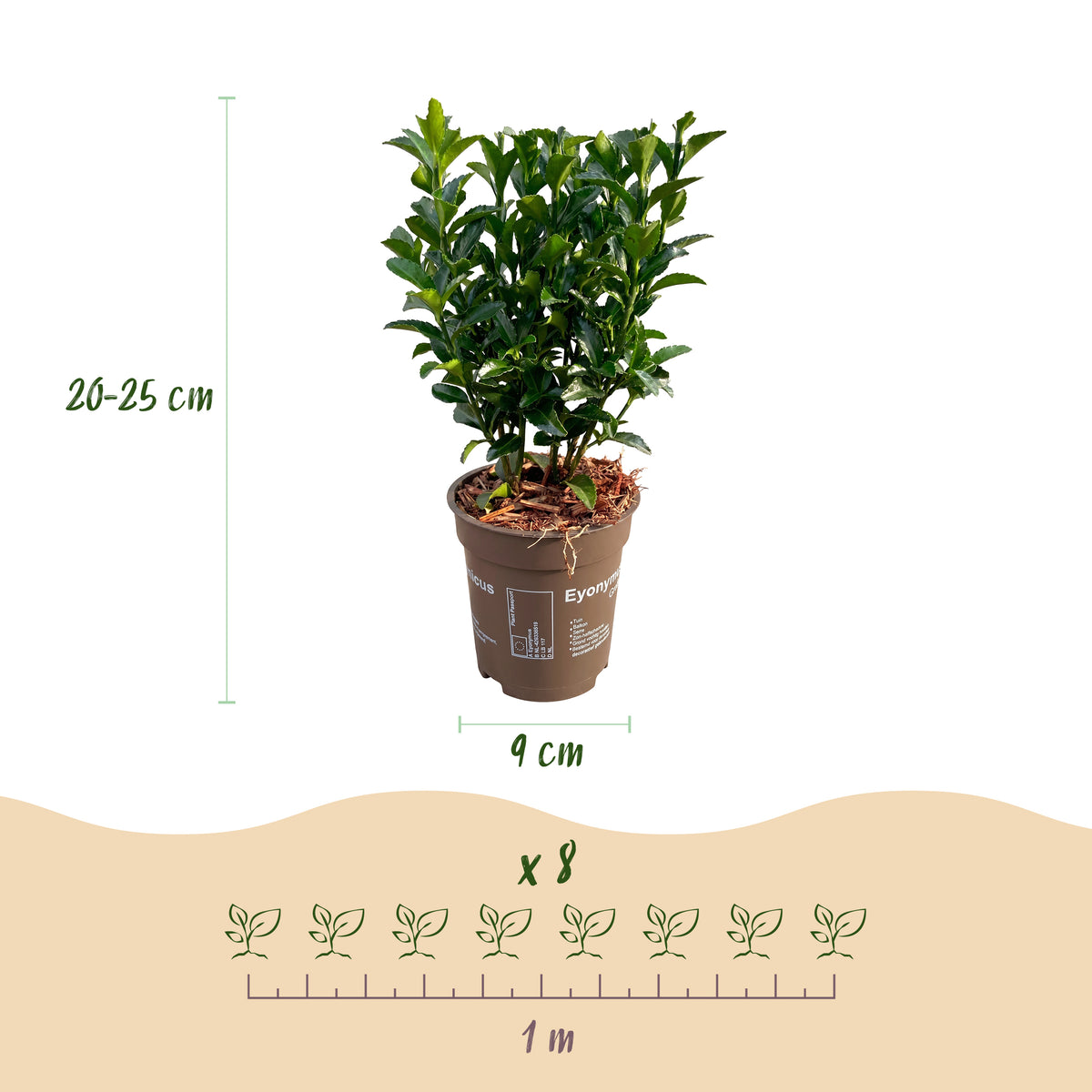 Green boutiQ - Haagplanten - Euonymus japonica Green Spire -  blad groen - 8 planten - 1 strekkende meter - groenblijvend - pot 9cm hoogte 20-25cm