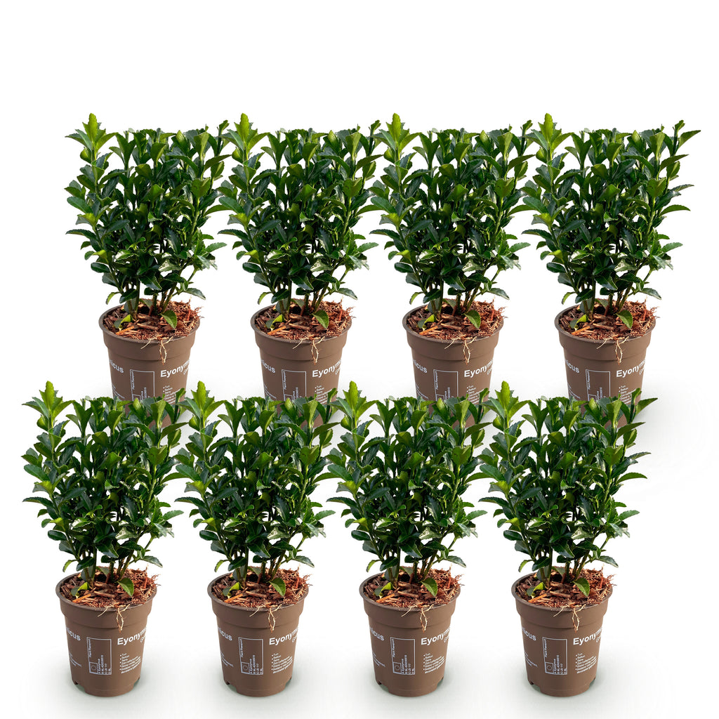 Green boutiQ - Plantes de haie - Euonymus japonica Green Spire - feuilles vertes - 8 plantes - 1 mètre linéaire - persistant - pot 9cm hauteur 20-25cm
