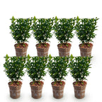 Green boutiQ - Plantes de haie - Euonymus japonica Green Spire - feuilles vertes - 8 plantes - 1 mètre linéaire - persistant - pot 9cm hauteur 20-25cm