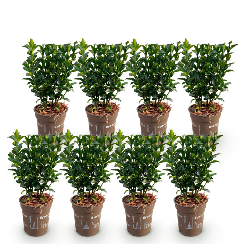 Green boutiQ - Haagplanten - Euonymus japonica Green Spire -  blad groen - 8 planten - 1 strekkende meter - groenblijvend - pot 9cm hoogte 20-25cm