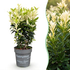 Green boutiQ - Haies - Euonymus japonica Paloma Blanca - Feuilles vertes et blanches - 8 plantes - 1 mètre linéaire - Persistant - Pot 9cm hauteur 30-35cm