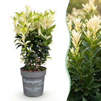 Green boutiQ - Haagplanten - Euonymus japonica Paloma Blanca - Blad Groen en Wit - 8 Planten - 1 Strekkende Meter - Groenblijvend - Pot 9cm Hoogte 30-35cm