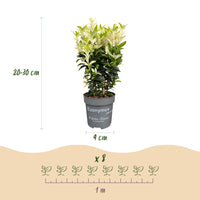 Green boutiQ - Haagplanten - Euonymus japonica Paloma Blanca - Blad Groen en Wit - 8 Planten - 1 Strekkende Meter - Groenblijvend - Pot 9cm Hoogte 30-35cm
