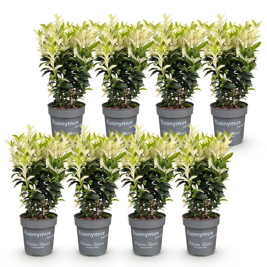 Green boutiQ - Haies - Euonymus japonica Paloma Blanca - Feuilles vertes et blanches - 8 plantes - 1 mètre linéaire - Persistant - Pot 9cm hauteur 30-35cm