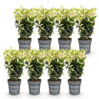 Green boutiQ - Haies - Euonymus japonica Paloma Blanca - Feuilles vertes et blanches - 8 plantes - 1 mètre linéaire - Persistant - Pot 9cm hauteur 30-35cm