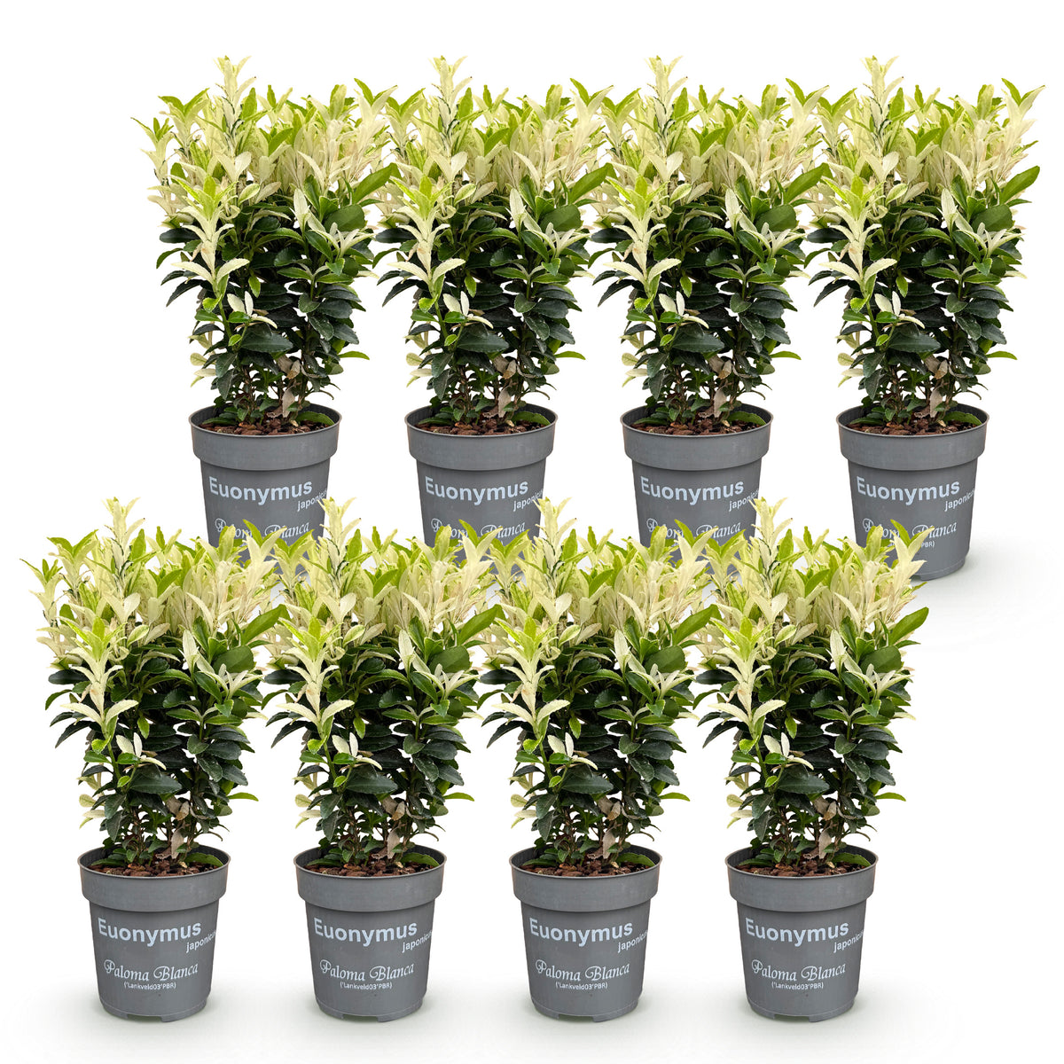 Green boutiQ - Haies - Euonymus japonica Paloma Blanca - Feuilles vertes et blanches - 8 plantes - 1 mètre linéaire - Persistant - Pot 9cm hauteur 30-35cm