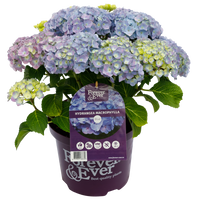 Green boutiQ - Terrasplant - Hortensia - Hydrangea Forever & Ever - Blauw - 7-12 Bloemen - 2 Planten - Pot 23cm Hoogte 55cm