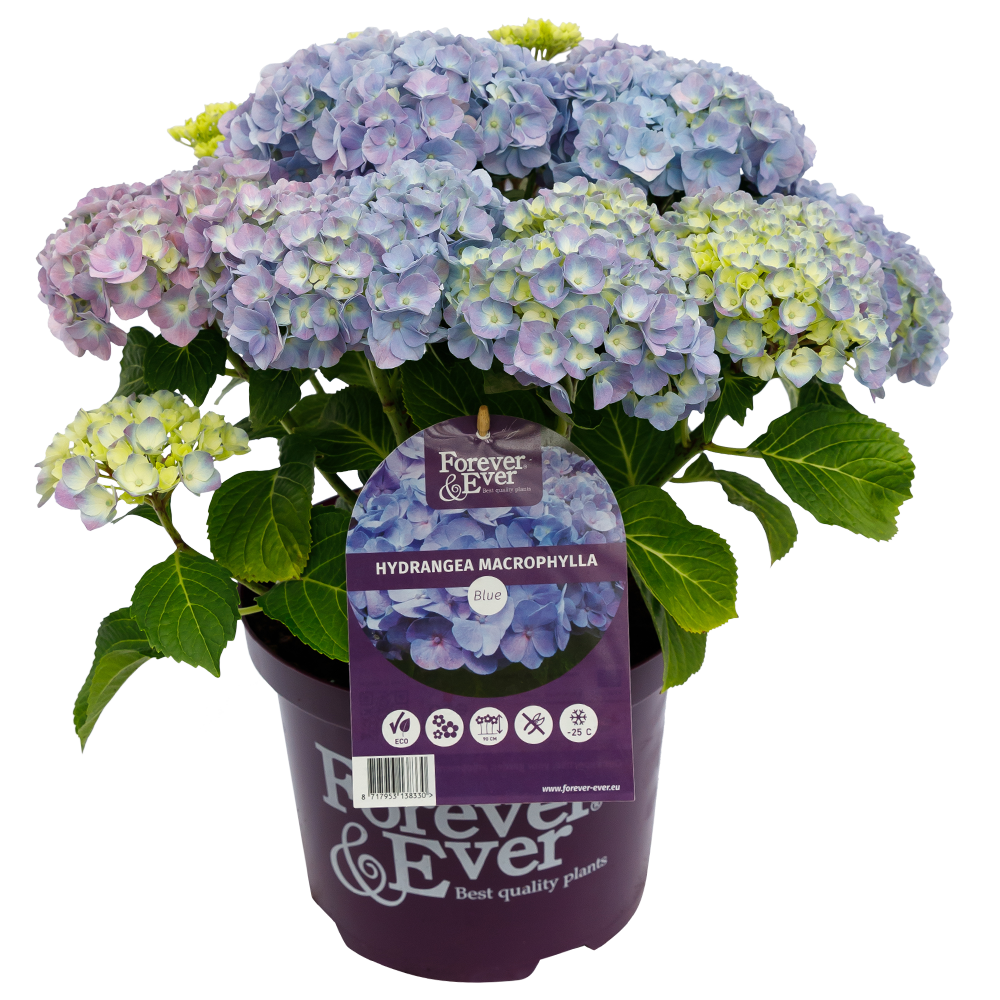 Green boutiQ - Plante de terrasse - Hortensia - Hydrangea Forever & Ever - Bleu - 7-12 fleurs - 2 plantes - Pot 23cm Hauteur 55cm