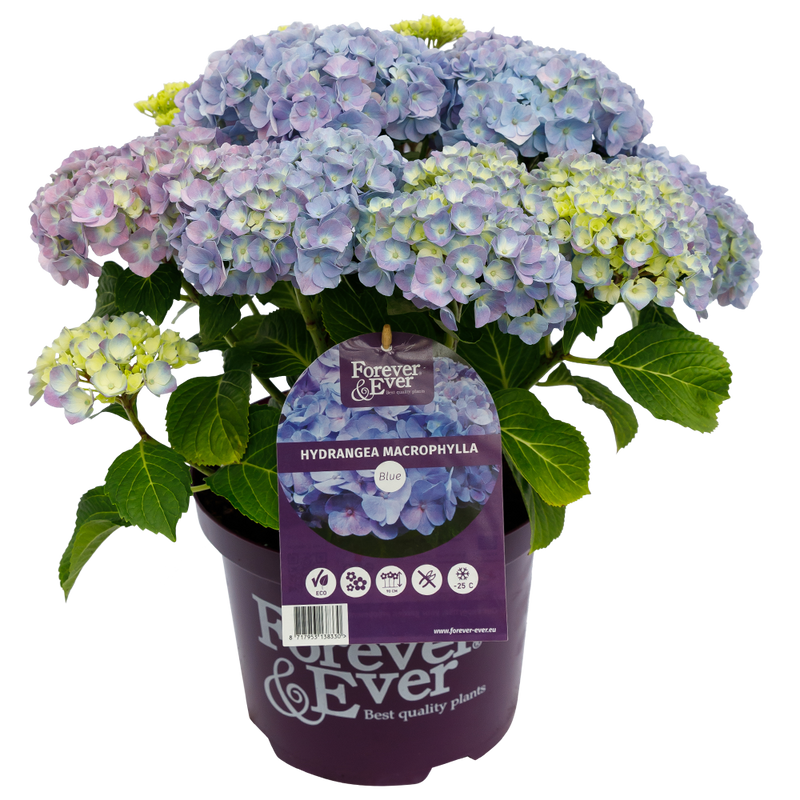 Green boutiQ - Terrasplant - Hortensia - Hydrangea Forever & Ever - Blauw - 7-12 Bloemen - 2 Planten - Pot 23cm Hoogte 55cm