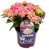 Green boutiQ - Terrasplant - Hortensia - Hydrangea Forever & Ever - Roze - 7-12 Bloemen - 2 Planten - Pot 23cm Hoogte 55cm