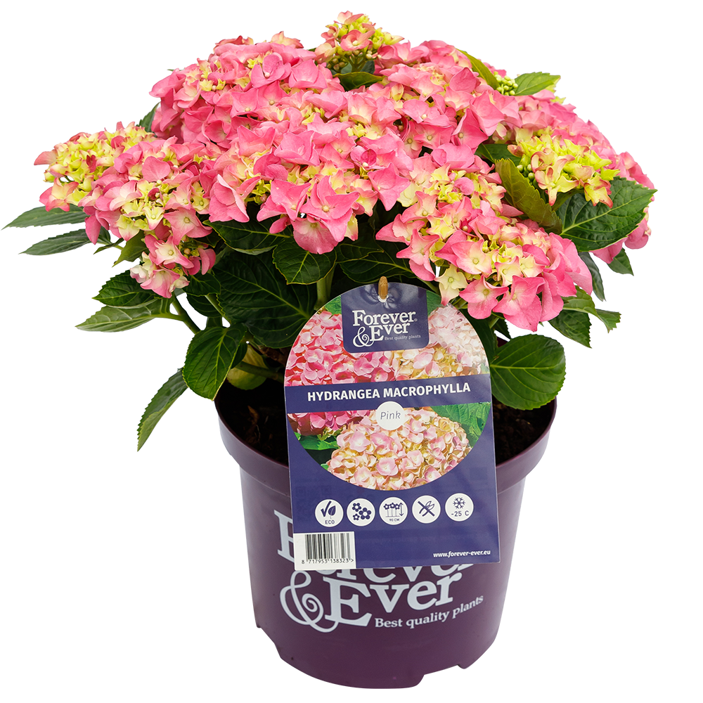 Green boutiQ - Plante de terrasse - Hortensia - Hydrangea Forever & Ever - Rose - 7-12 fleurs - 2 plantes - Pot 23 cm Hauteur 55 cm