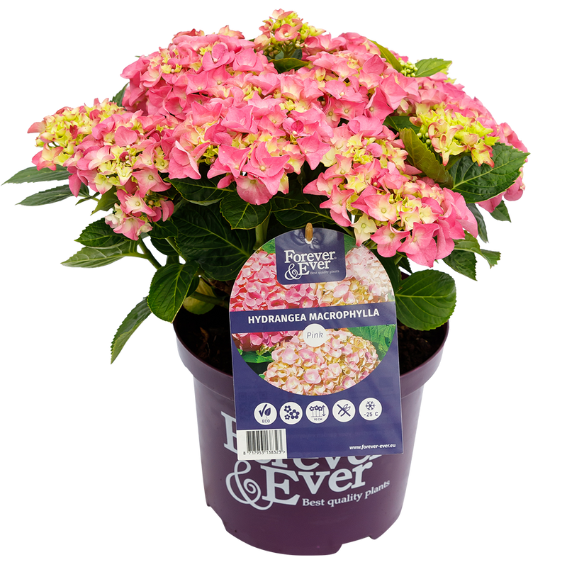Green boutiQ - Terrasplant - Hortensia - Hydrangea Forever & Ever - Roze - 7-12 Bloemen - 2 Planten - Pot 23cm Hoogte 55cm