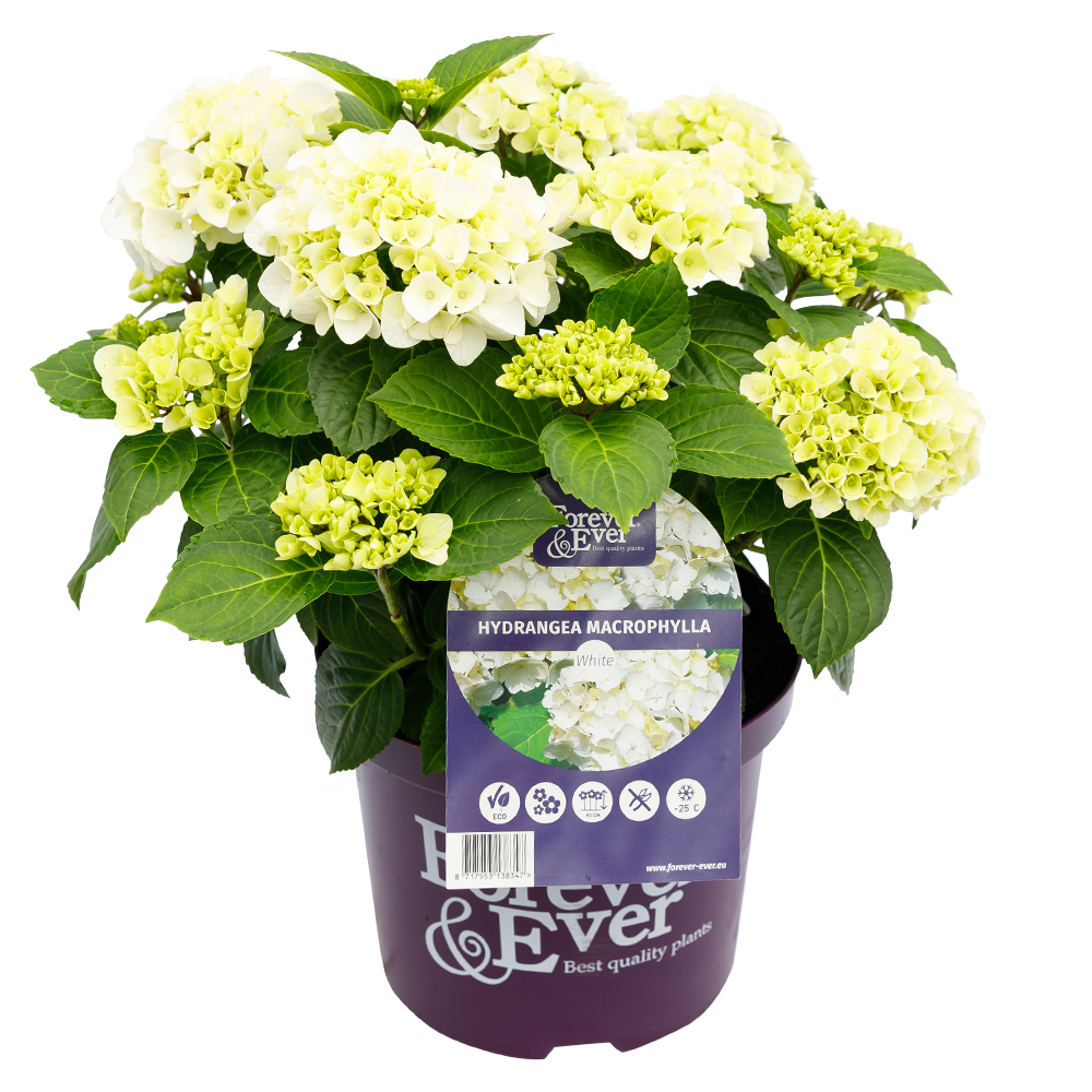 Green boutiQ - Terrasplant - Hortensia - Hydrangea Forever & Ever - Wit - 7-12 Bloemen - 2 Planten - Pot 23cm Hoogte 55cm