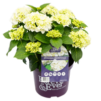 Green boutiQ - Terrasplant - Hortensia - Hydrangea Forever & Ever - Wit - 7-12 Bloemen - 2 Planten - Pot 23cm Hoogte 55cm