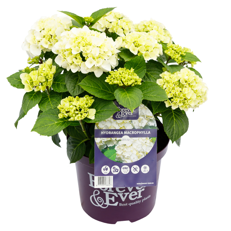 Green boutiQ - Terrasplant - Hortensia - Hydrangea Forever & Ever - Wit - 7-12 Bloemen - 2 Planten - Pot 23cm Hoogte 55cm