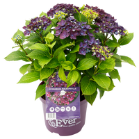 Green boutiQ - Terrasplant - Hortensia - Hydrangea Forever & Ever - Paars - 7-12 Bloemen - 2 Planten - Pot 23cm Hoogte 55cm