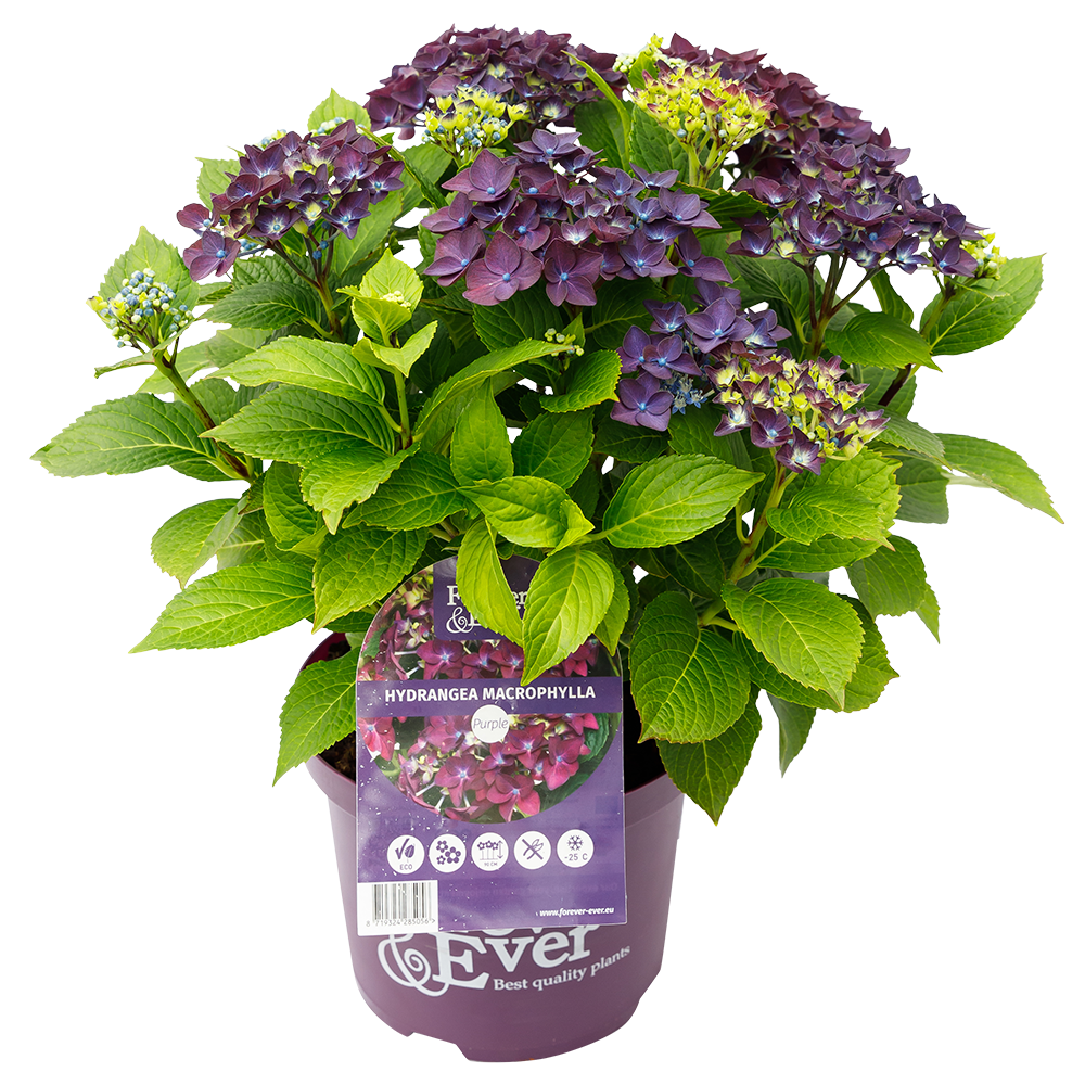Green boutiQ - Plante de terrasse - Hortensia - Hydrangea Forever & Ever - Violet - 7-12 fleurs - 2 plantes - Pot 23 cm Hauteur 55 cm