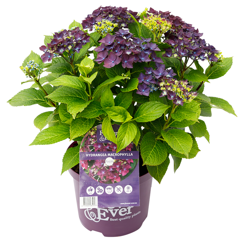 Green boutiQ - Terrasplant - Hortensia - Hydrangea Forever & Ever - Paars - 7-12 Bloemen - 2 Planten - Pot 23cm Hoogte 55cm