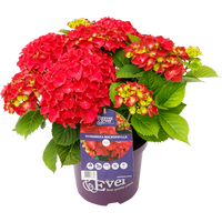 Green boutiQ - Terrasplant - Hortensia - Hydrangea Forever & Ever - Rood - 7-12 Bloemen - 2 Planten - Pot 23cm Hoogte 55cm